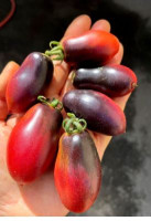 Томат Слива Мокко ( Серия Гном )