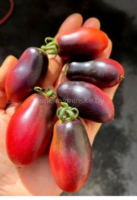 Томат Слива Мокко ( Серия Гном )