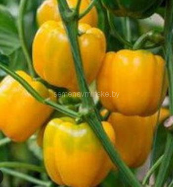 Перец Бачата F1