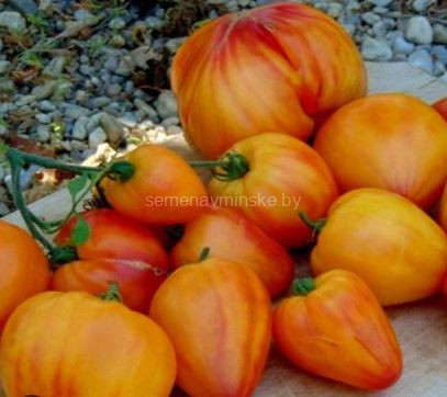 Томат Золотые Горы Медео