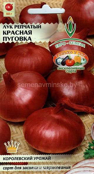 Лук репчатый Красная пуговка