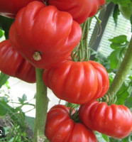 Томат Минусинский Лев