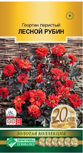 Георгин Лесной Рубин