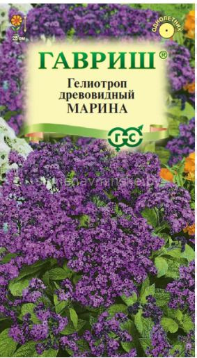 Гелиотроп Марина
