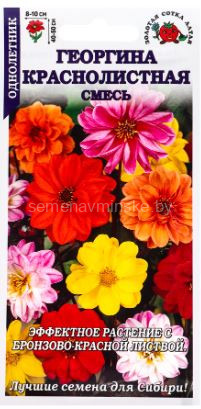 Георгин Краснолистная смесь